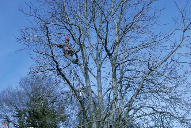 entreprise d'élagage